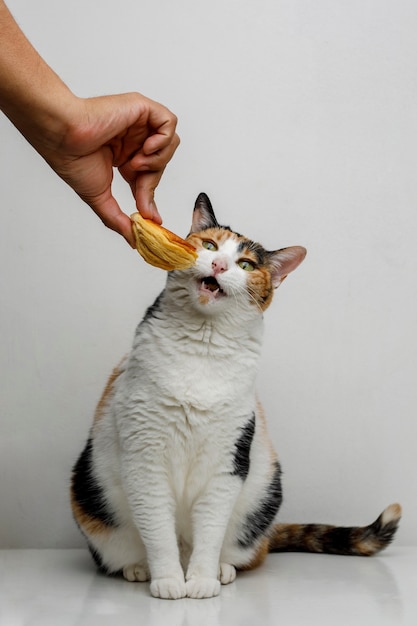 Gatto domestico che morde il pane Gatto divertente che mangia concetto