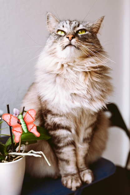 Gatto domestico con fiore di orchidea