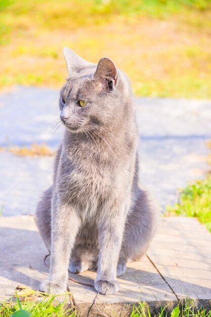 Gatto domestico durante una passeggiata in cortile. Un animale domestico. Gatto. Gatto a passeggio. Mammifero. Peli di animali.