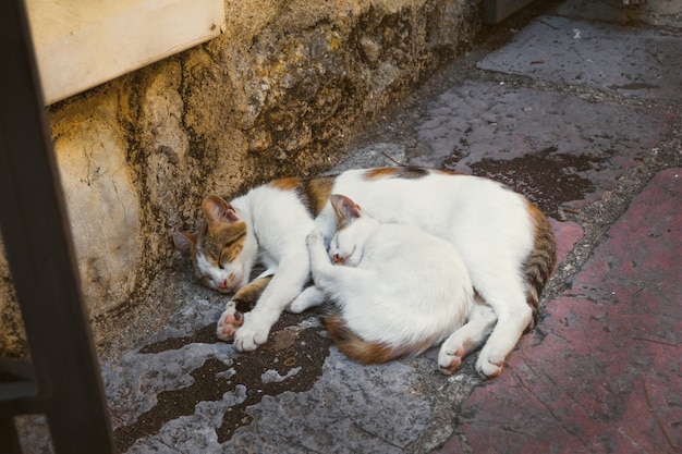 Gatto domestico e il suo gattino