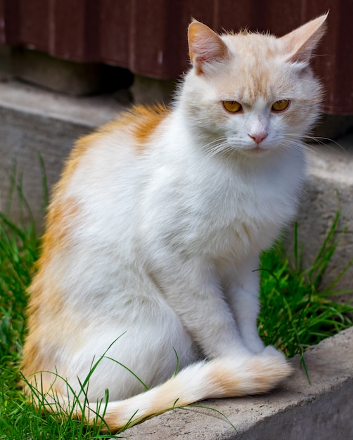 Gatto domestico, fissando la telecamera, primi piani