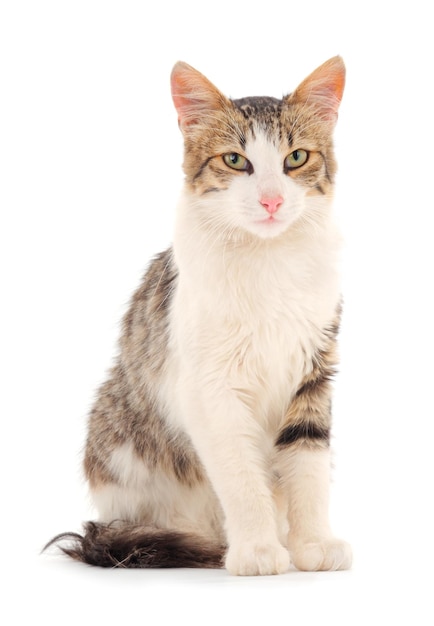 Gatto domestico giovane