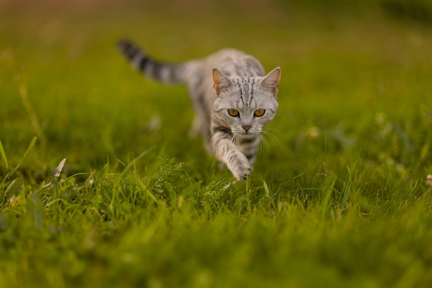 Gatto domestico grigio che cammina sull'erba verde