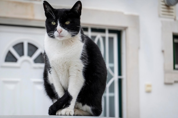 Gatto domestico in bianco e nero