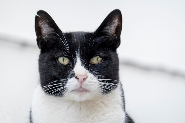 Gatto domestico in bianco e nero