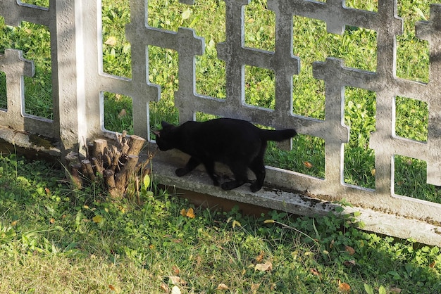 Gatto domestico nero