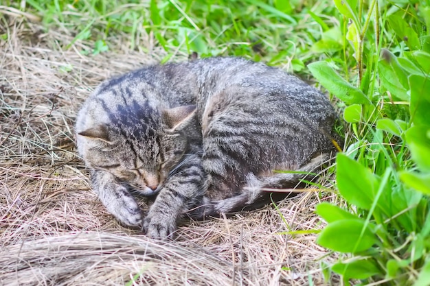 Gatto domestico pigro che dorme all'aperto