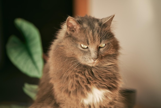 Gatto domestico rilassato all'interno Adorabile gattino in interni moderni