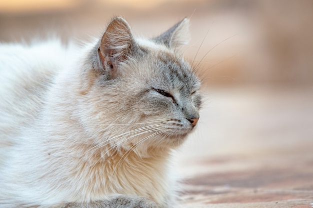 Gatto domestico selvatico abbandonato nel cimitero con messa a fuoco selettiva