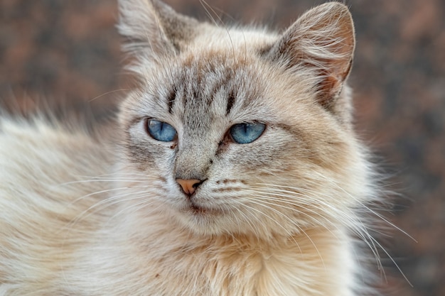 Gatto domestico selvatico abbandonato nel cimitero con messa a fuoco selettiva