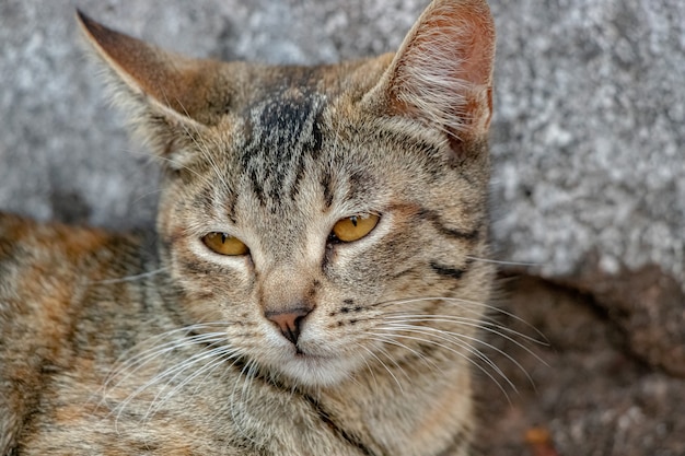 Gatto domestico selvatico abbandonato nel cimitero con messa a fuoco selettiva