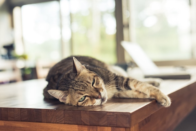 Gatto domestico soriano grasso che dorme sul tavolo a casa