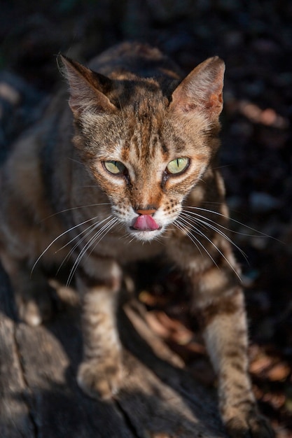 Gatto domestico sulla natura, camminando tra la vegetazione.