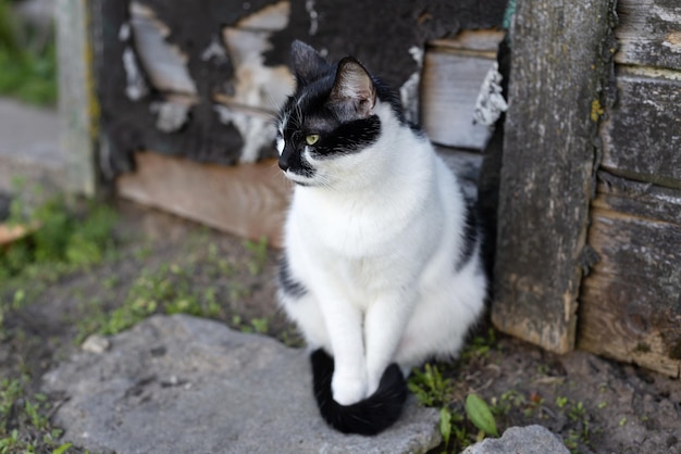 Gatto domestico sullo sfondo di un vecchio muro