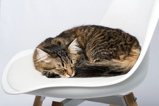 gatto dorme su una sedia su uno sfondo chiaro da vicino