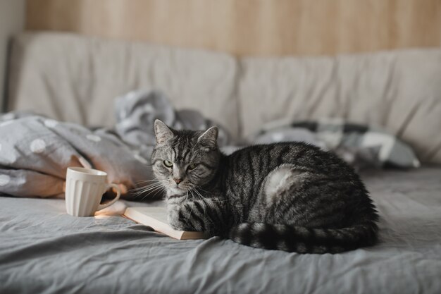 Gatto dritto scozzese divertente sdraiato in un letto con un libro