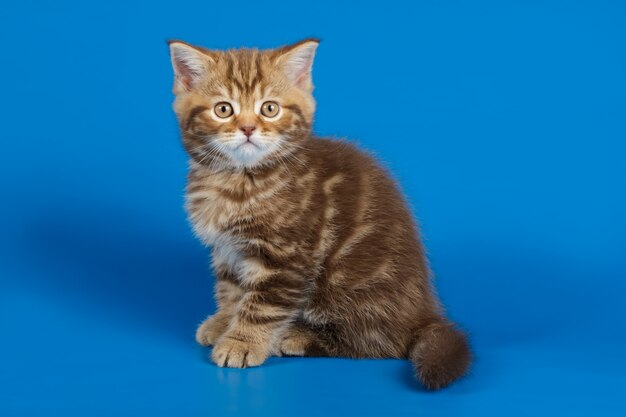 gatto dritto su sfondi colorati