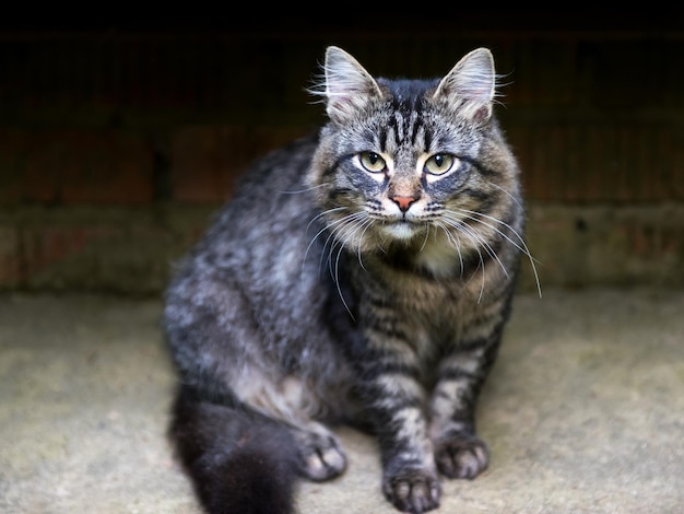 Gatto duro pronto per l'azione