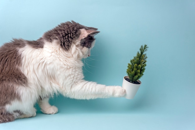 Gatto e albero di Natale su una priorità bassa blu.