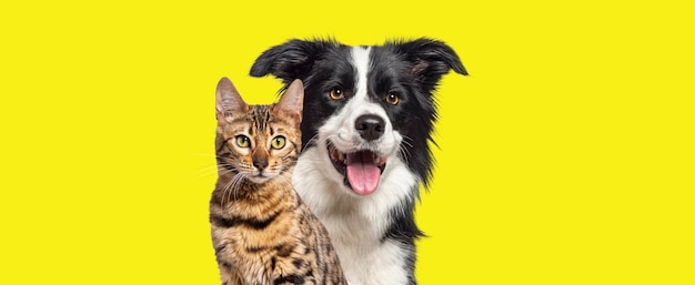 Gatto e cane ansimano con felice espressione insieme su sfondo giallo