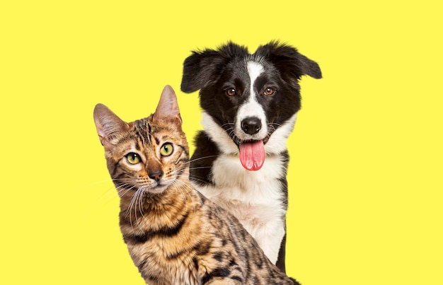 Gatto e cane ansimano con felice espressione insieme su sfondo giallo