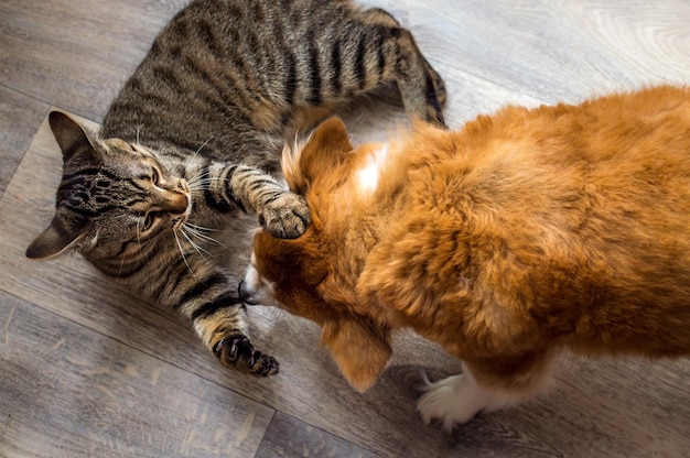 Gatto e cane che giocano insieme sul pavimento dell'appartamento