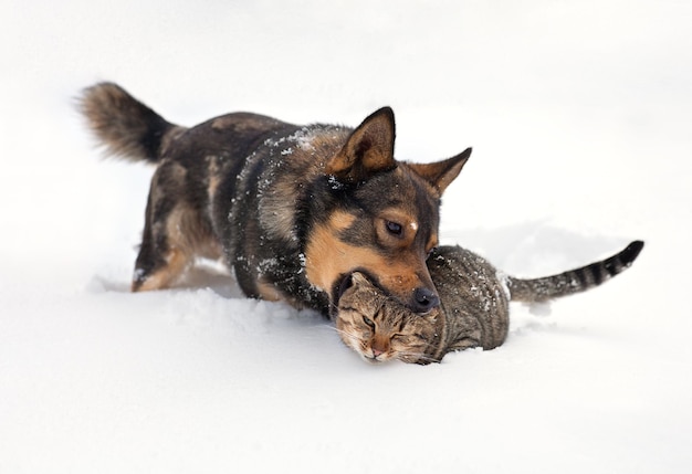 Gatto e cane che giocano nella neve