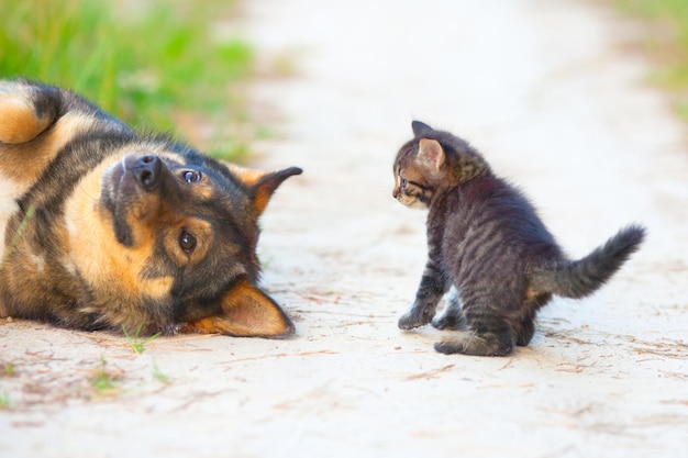 Gatto e cane che giocano sull'erba