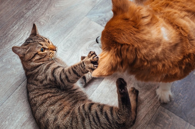 Gatto e cane giocano insieme. Amicizia tra animali. Avvicinamento