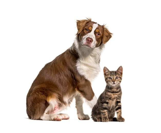 Gatto e cane insieme davanti a uno sfondo bianco