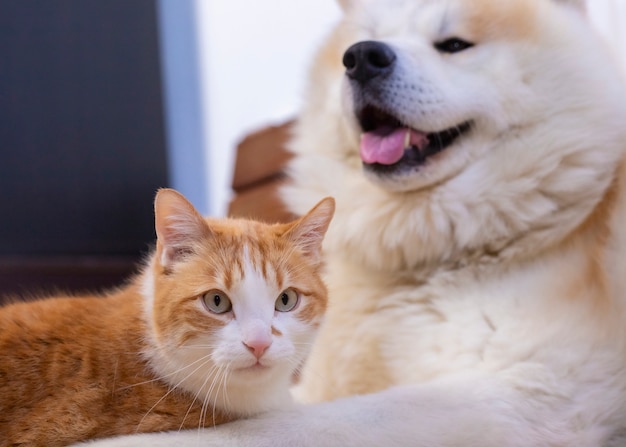 Gatto e cane insieme sul pavimento interno