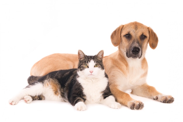 gatto e cane isolati insieme su sfondo bianco