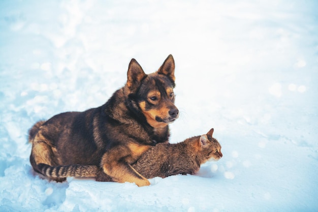 Gatto e cane sono i migliori amici sdraiati sulla neve in inverno Il cane abbraccia il gatto