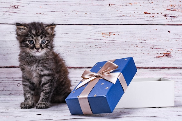 gatto e confezione regalo