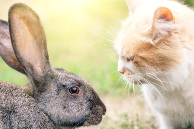 Gatto e coniglio uno di fronte all'altro