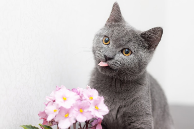 Gatto e fiori di casa in un vaso Articolo su animali e fiori di casa