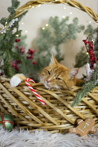 gatto e vacanze di Natale decorazioni natalizie