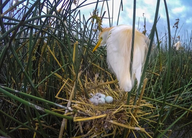 Gatto Egret Bubulcus ibis nidificazione La Pampa Provincia Patagonia Argentina