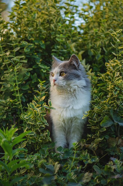 Gatto emotivo che riposa nell'erba di primavera. Gatto grigio in giardino. Il gatto gode della primavera in giardino. Gatto che cammina in un bellissimo giardino con fiori