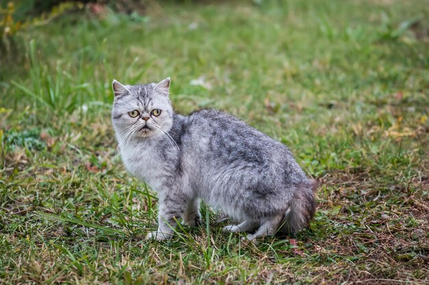 Gatto esotico a pelo corto che cammina