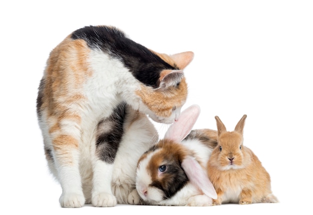 Gatto europeo di Shorthair con i conigli isolati su bianco