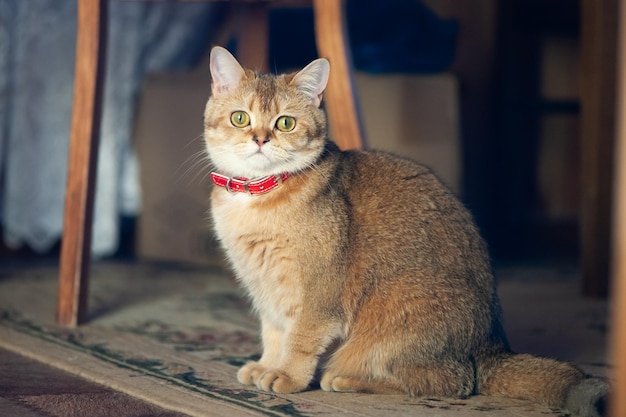 Gatto femmina britannico di colore cincillà dorato in posizione seduta