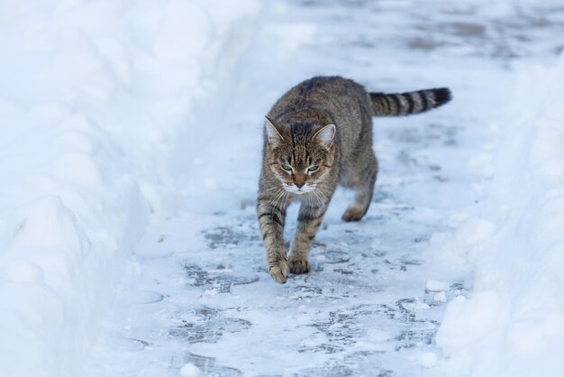 Gatto fuori nella neve nella stagione invernale