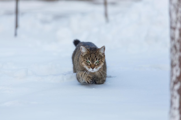 Gatto fuori nella neve nella stagione invernale