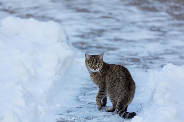 Gatto fuori nella neve nella stagione invernale