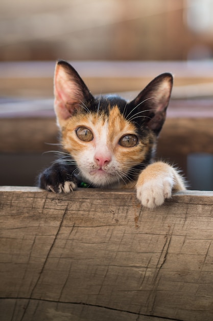 Gatto gattino guarda la telecamera