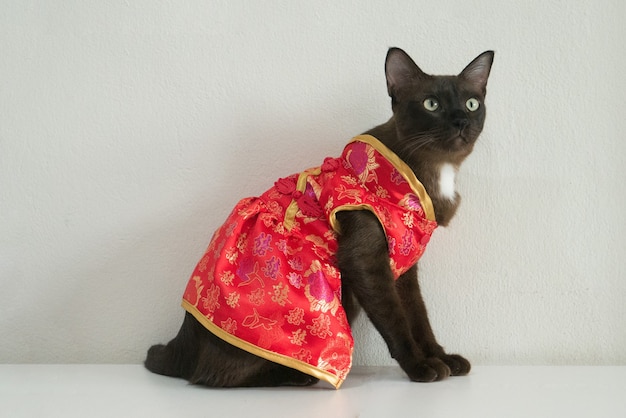 Gatto gattino marrone in abito rosso Cheongsam