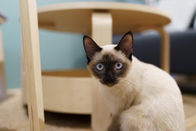 Gatto Gatto beige marrone Gatto siamese che riposa a casa