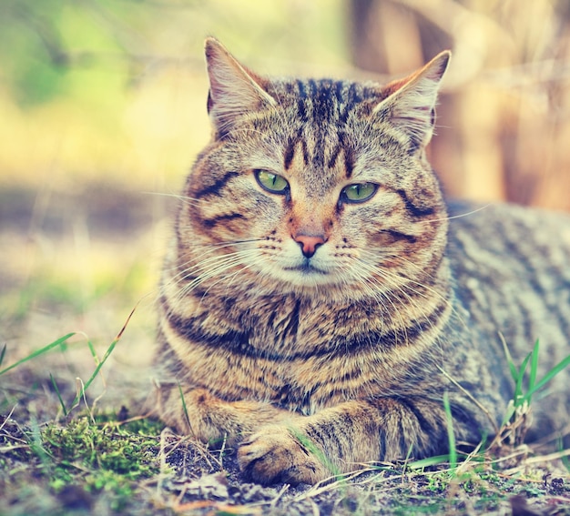 Gatto gatto siberiano con una foglia sulla testa seduto nella foresta autunnale