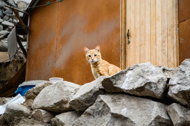 Gatto giallo che si siede sulle pietre nei precedenti una casa di legno